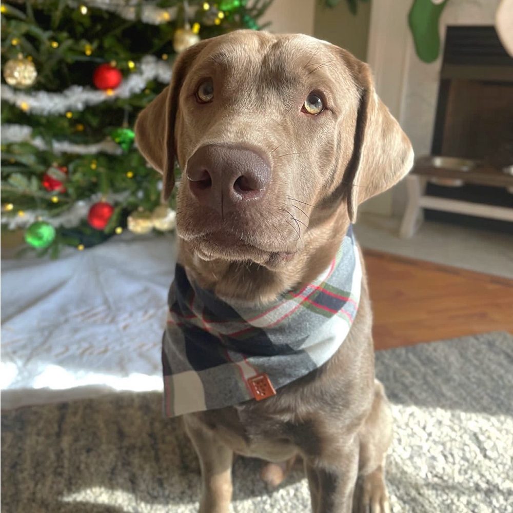 Dog bandana, size M—perfect for Christmas! 🎄🐶